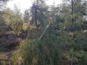 Kahramanmaraş’ta ormanlık alanlarda hasar büyük