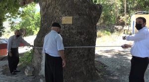 Kahramanmaraş’ta 400 yıllık çınar ağacı tescillendi
