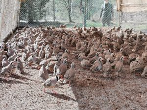 Kahramanmaraş’ta 15 bin kınalı keklik üretildi