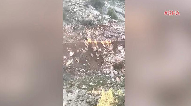 Deprem anında dağ keçilerinin kaçışı kamerada