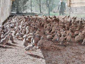 Kahramanmaraş’ta 10 bin kınalı keklik üretildi 